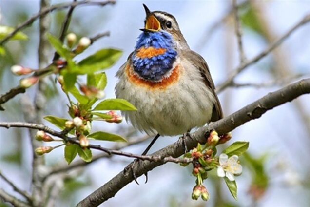 Названы 10 самых приятных звуков для человека. Фото