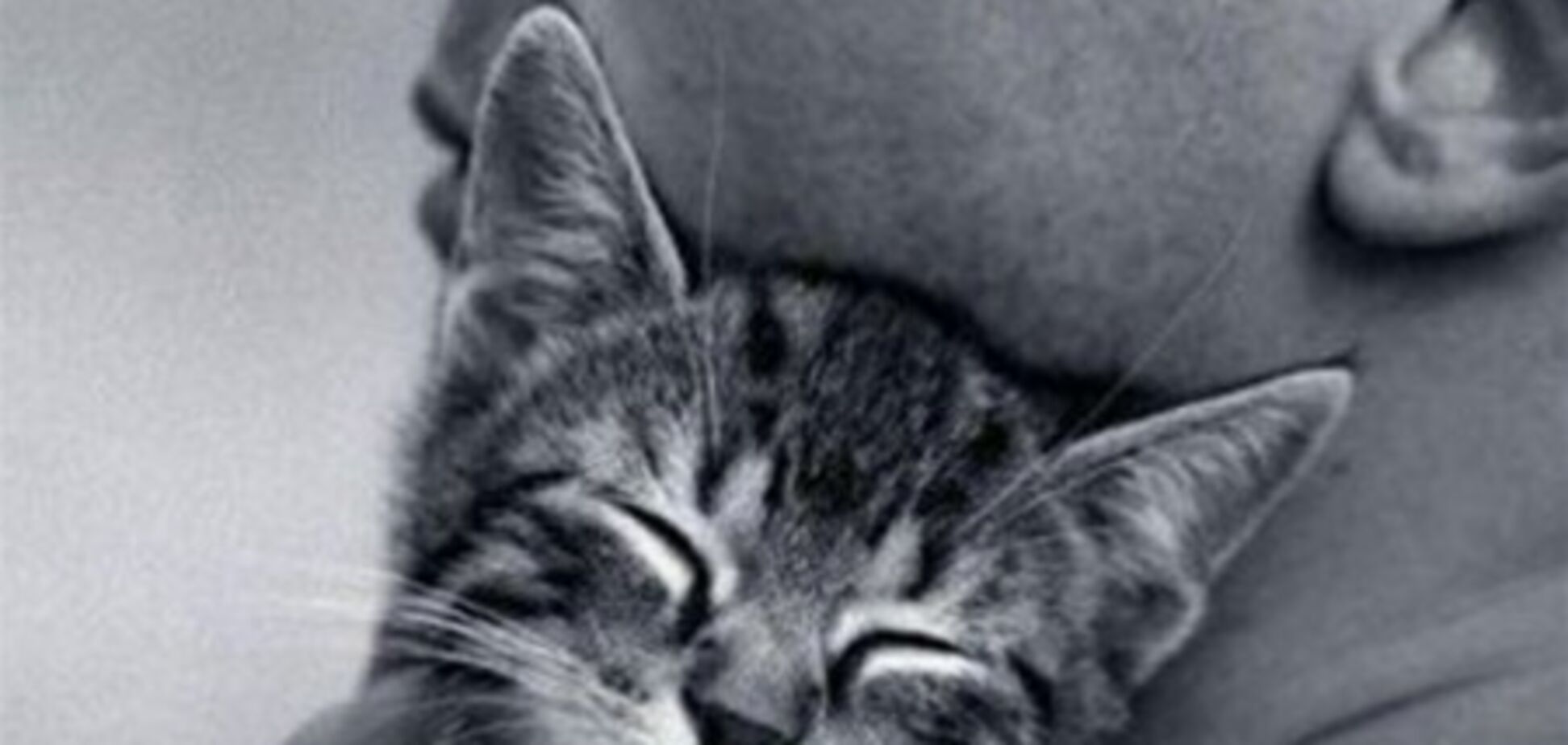 Одиноким лучше жить с кошками - исследование