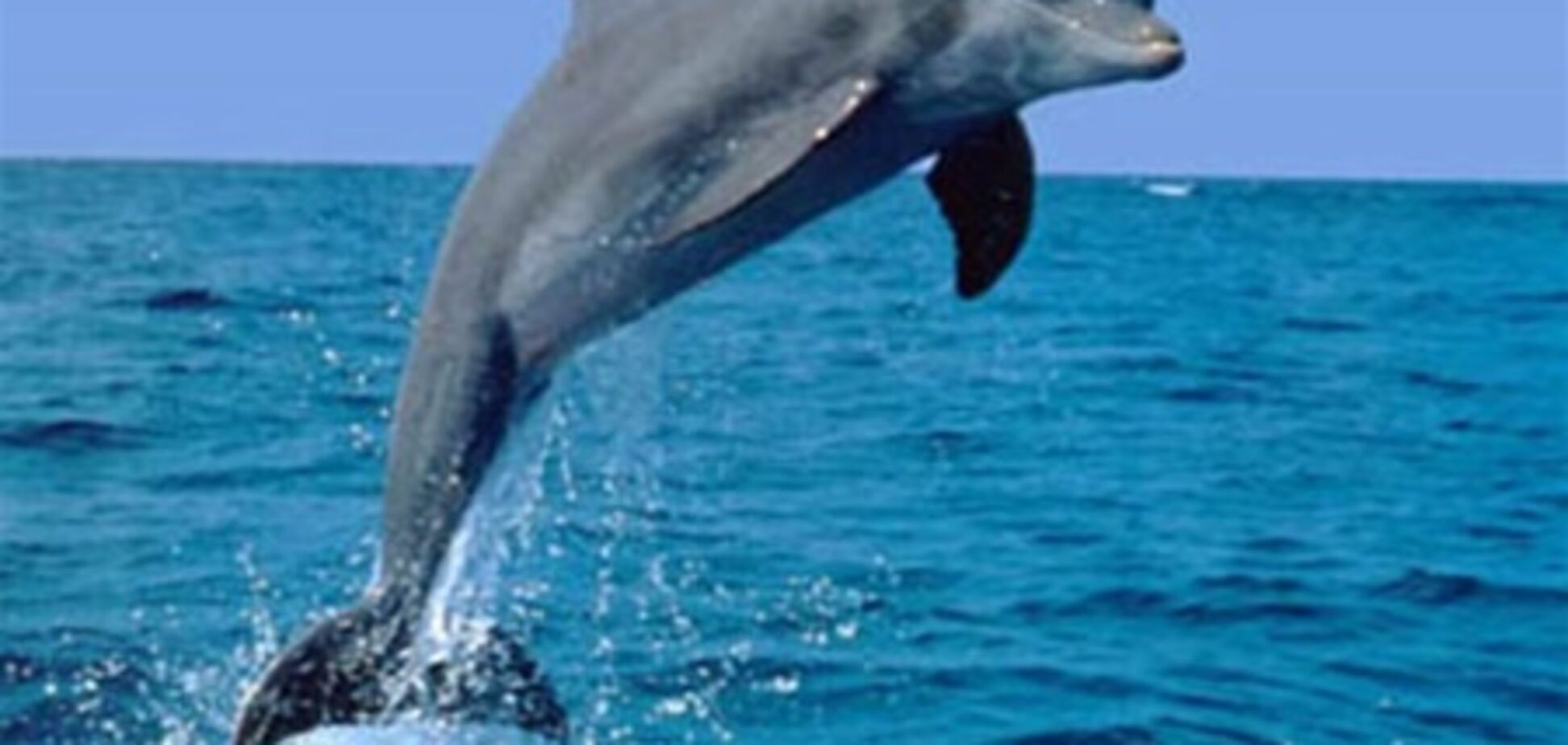В Калифорнии дельфины показали свою жестокость. Видео