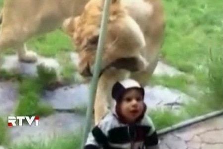 Американка сняла на камеру, как тигрица пытается съесть ее сына