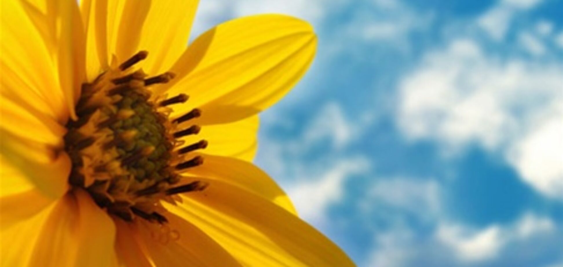 Погода на выходных будет ласковой