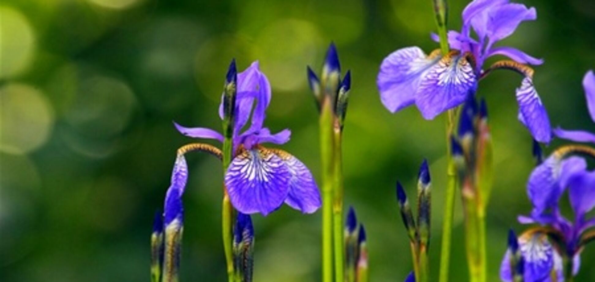 Выставка ирисов в Ялте