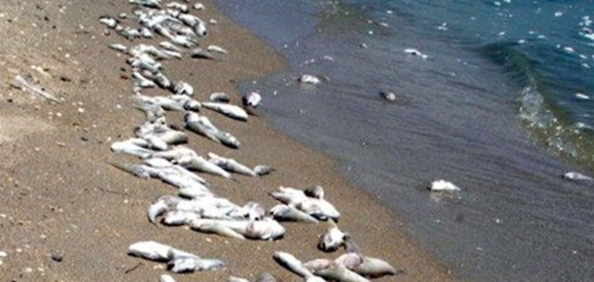 В Азовском море массово гибнет рыба