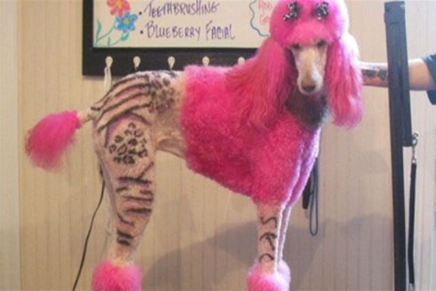 Американцы массово делают собакам татуировки. Фото