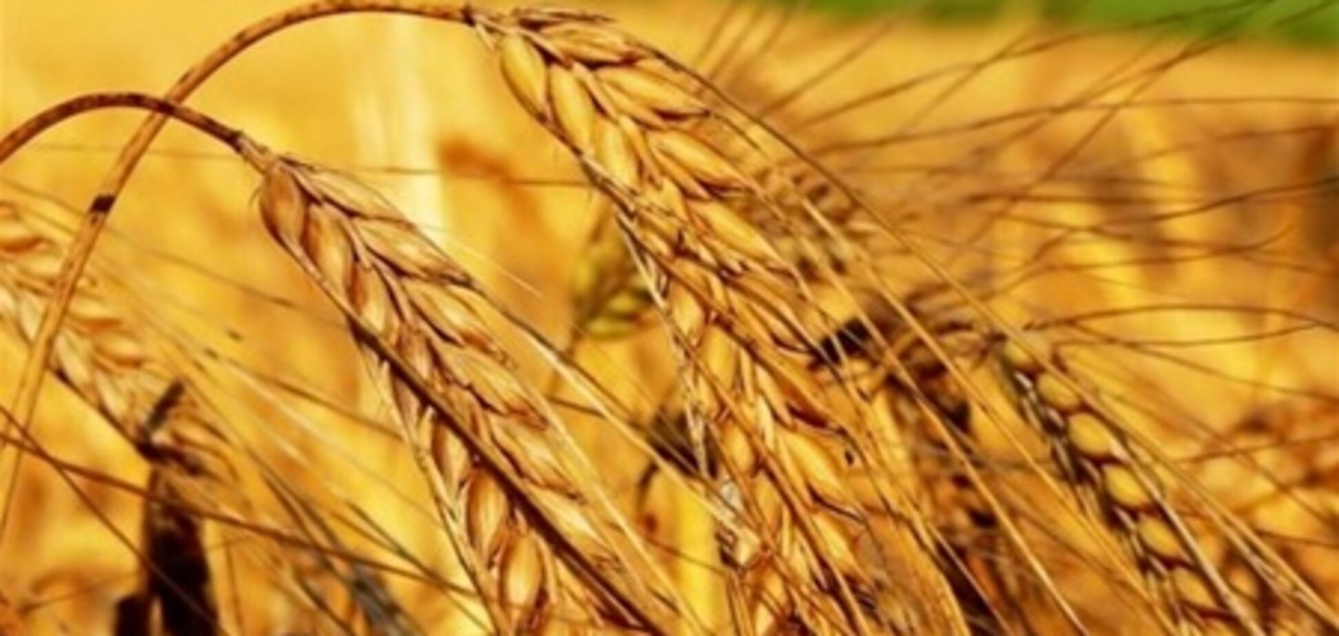 Украина готовит мировой рекорд по неурожаю пшеницы