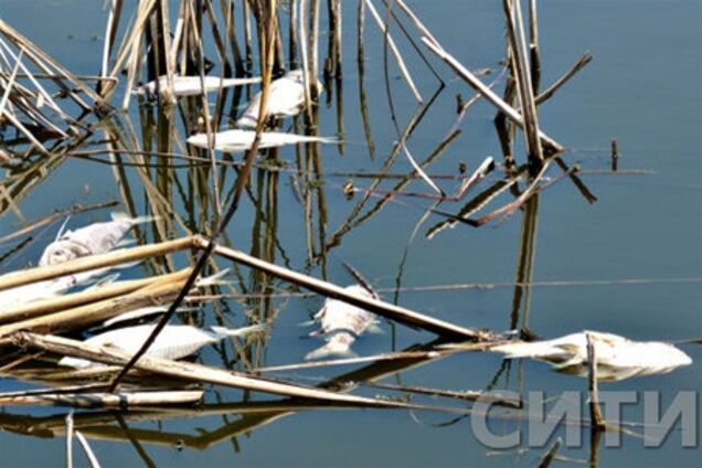 Озеро в Ізмаїлі покрилося мертвою рибою. Фото