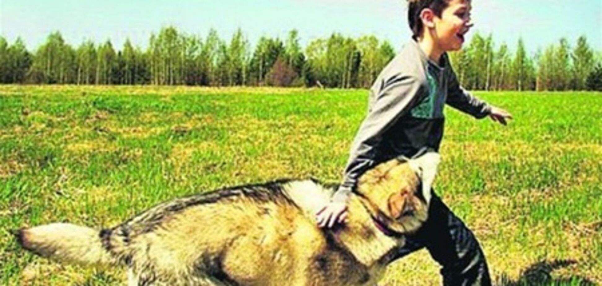 На Западной Украине ввели плату за содержание собак