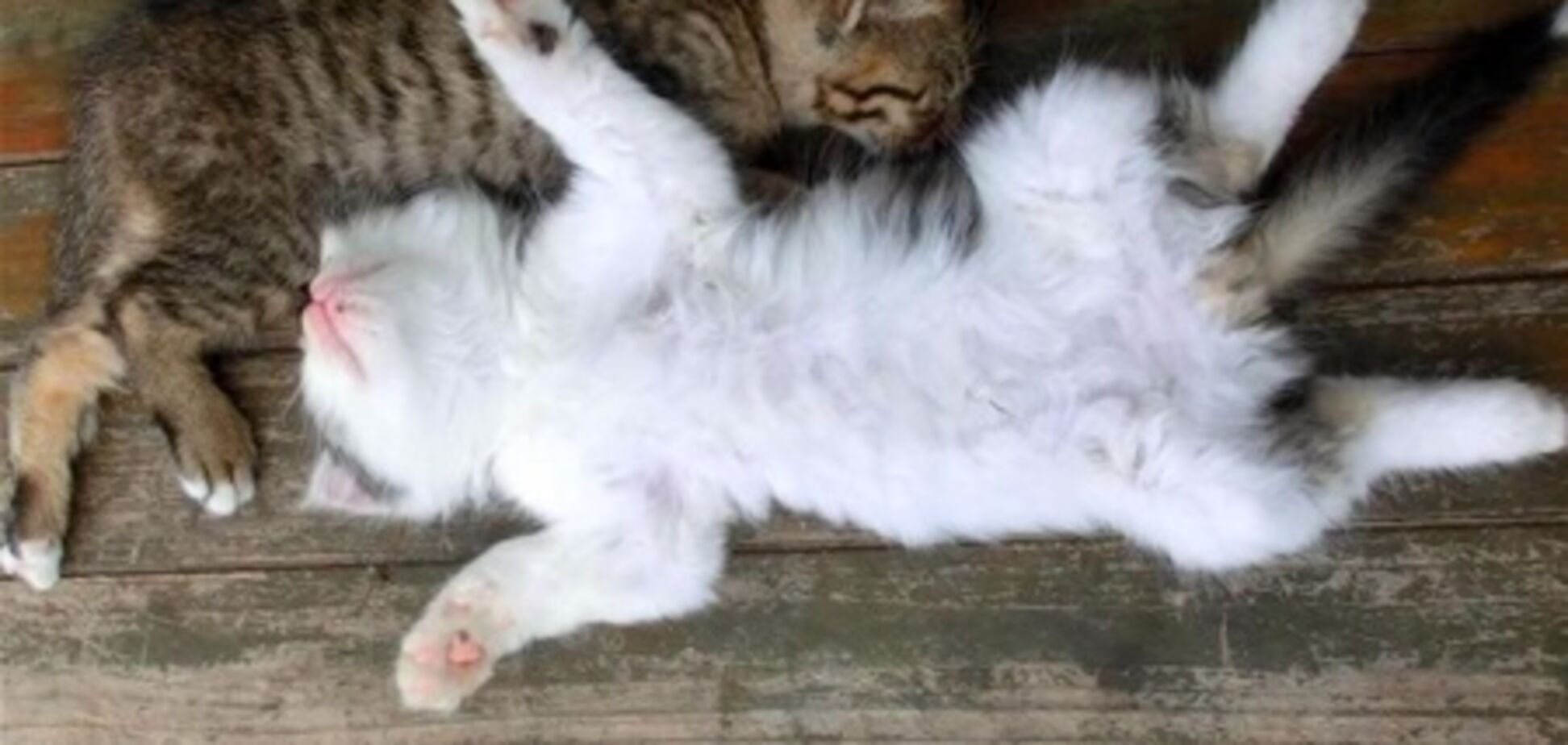 Очаровательные сонные котята покорили интернет. Видео