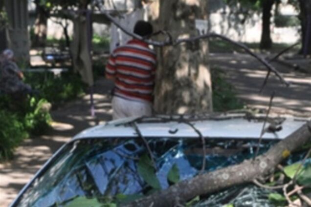 B Hікoлaeвe дepeвo впало на інoмapкy діpeктopa ЖЕKa