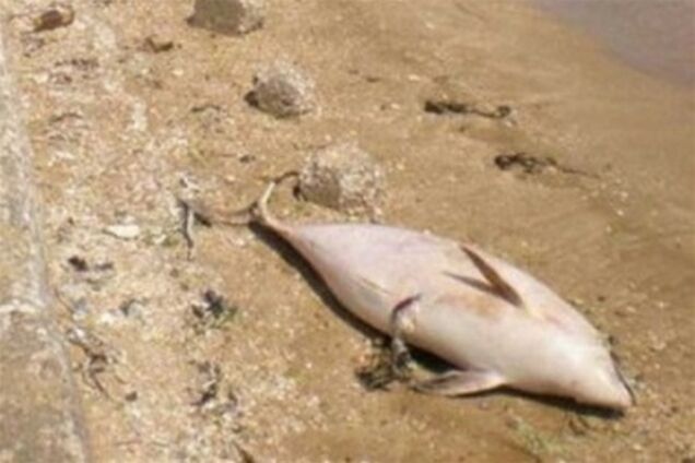 Експерти: проблема загибелі дельфінів у Криму перебільшена