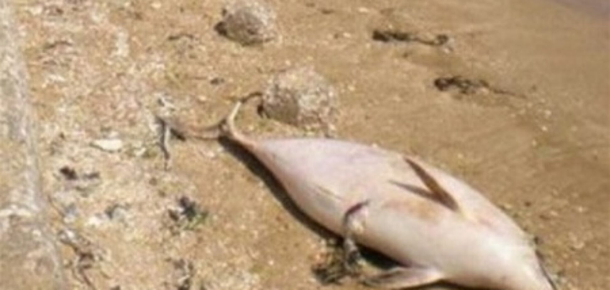 Эксперты: проблема гибели дельфинов в Крыму преувеличена