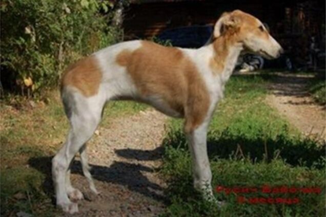 У Петербурзі з'явиться пам'ятник хабарі