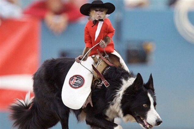 Обезьяна оседлала собаку на родео. Фото