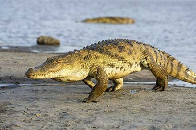 В Австралии могут разрешить платную охоту на крокодилов