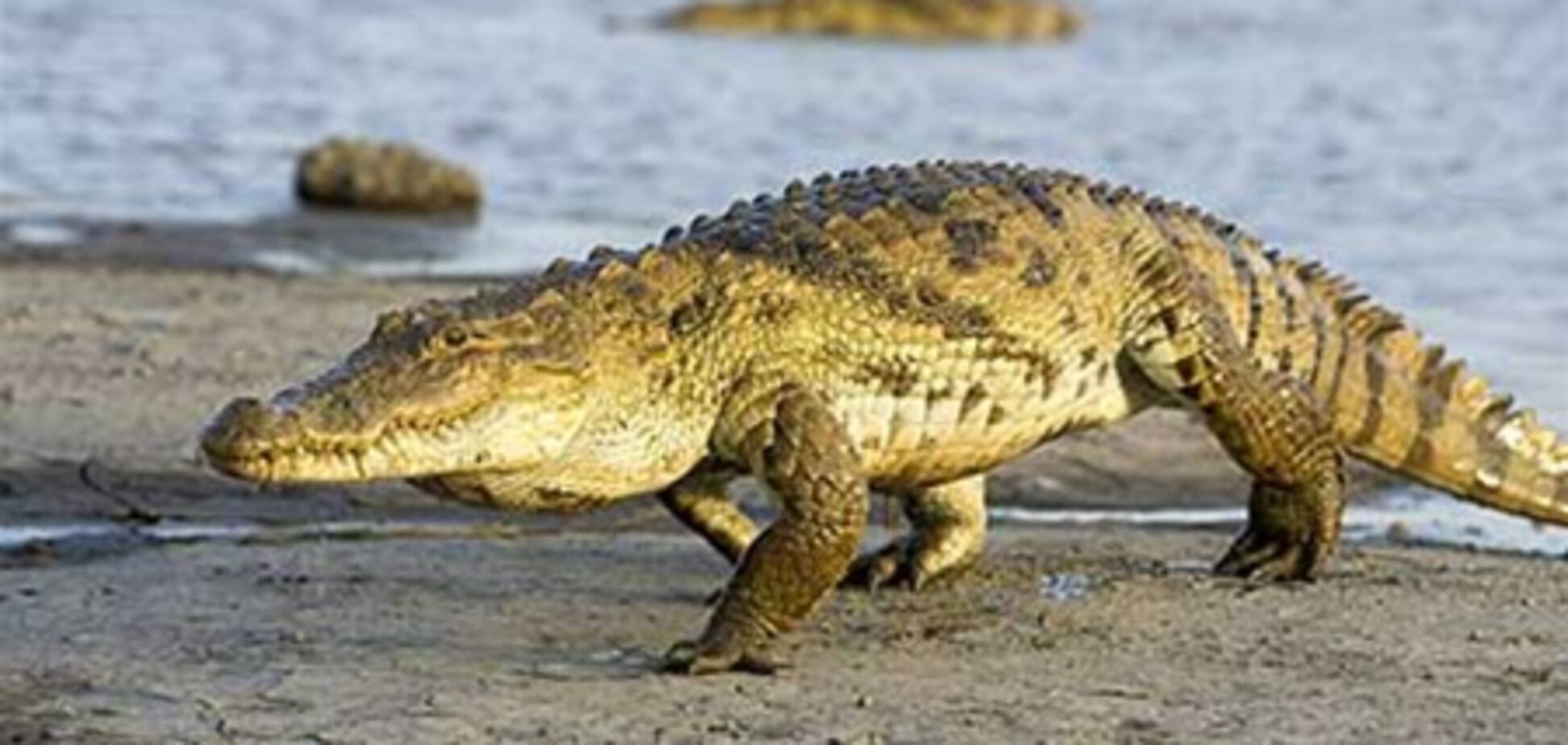 В Австралии могут разрешить платную охоту на крокодилов