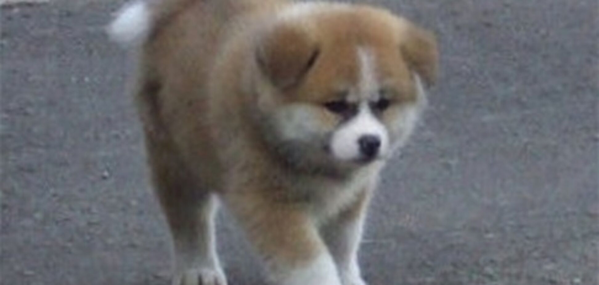 Японський прем'єр подарує Путіну цуценя породи акіта-іну