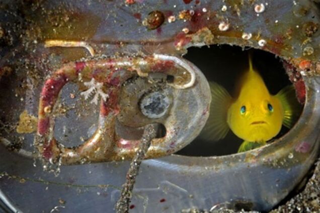 Голубоглазая рыбка поражает красотой. Фото