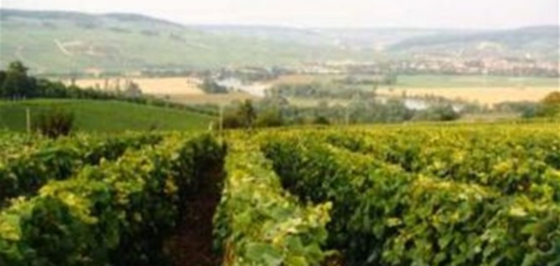 На Одесщине почти 40 человек отравились парами ядохимикатов на винограднике