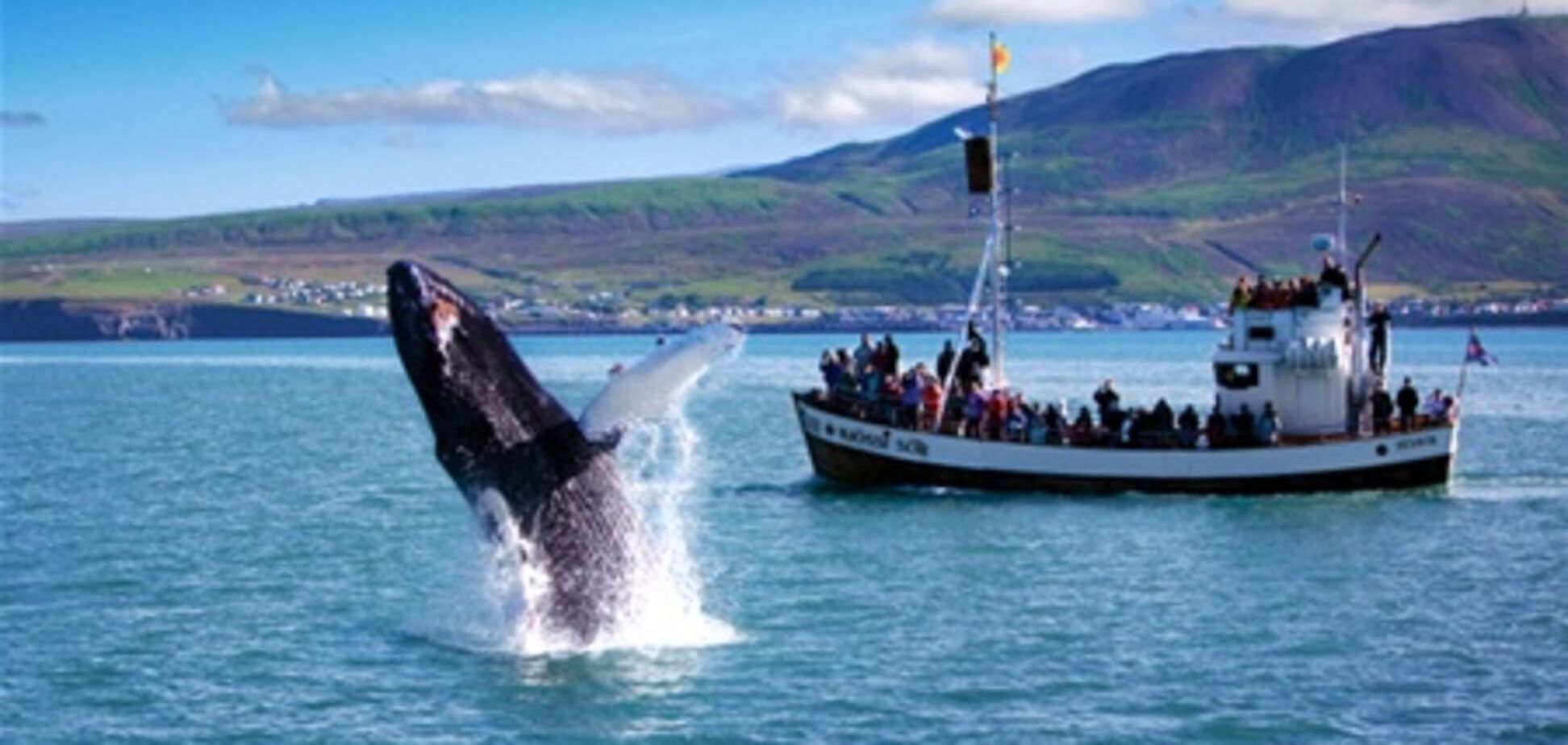 В Аргентине уже можно наблюдать за китами