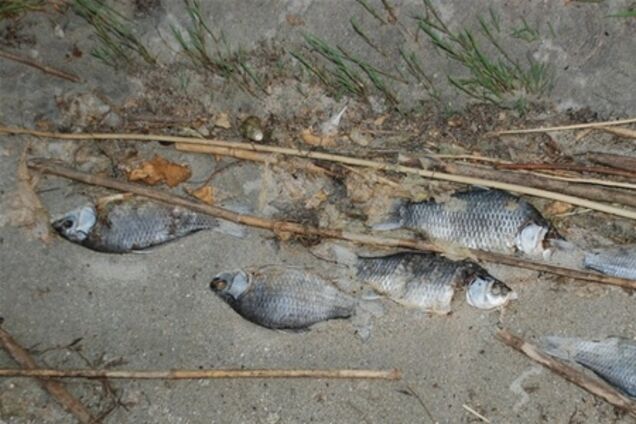 В украинских реках массово гибнет рыба