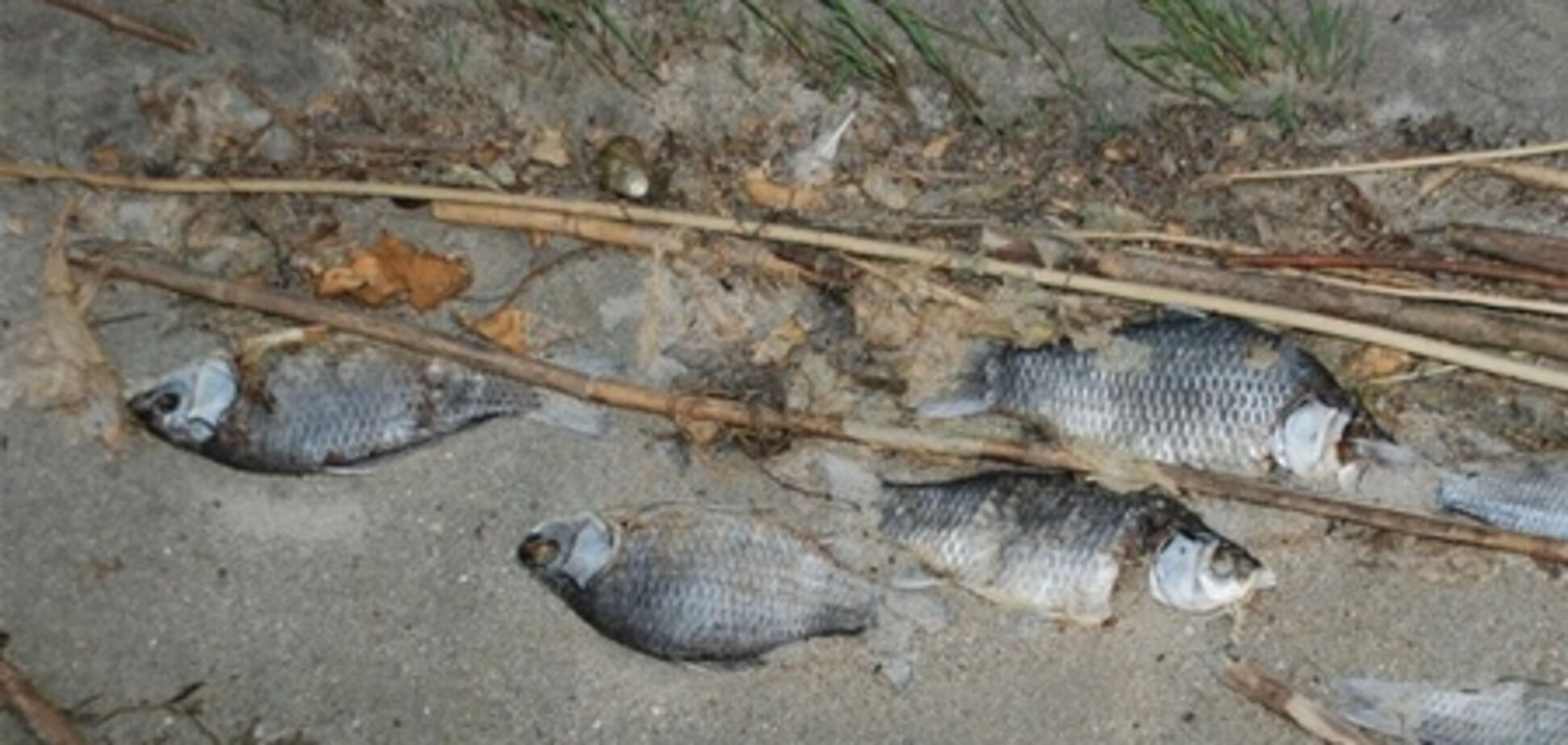 В украинских реках массово гибнет рыба