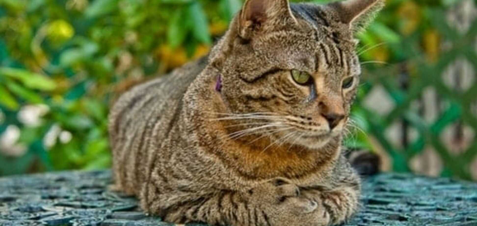 Знаменитые коты Хемингуэя - маленькая слабость большого Человека