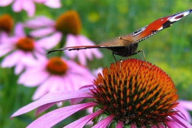 10 самых полезных лекарственных растений для сада