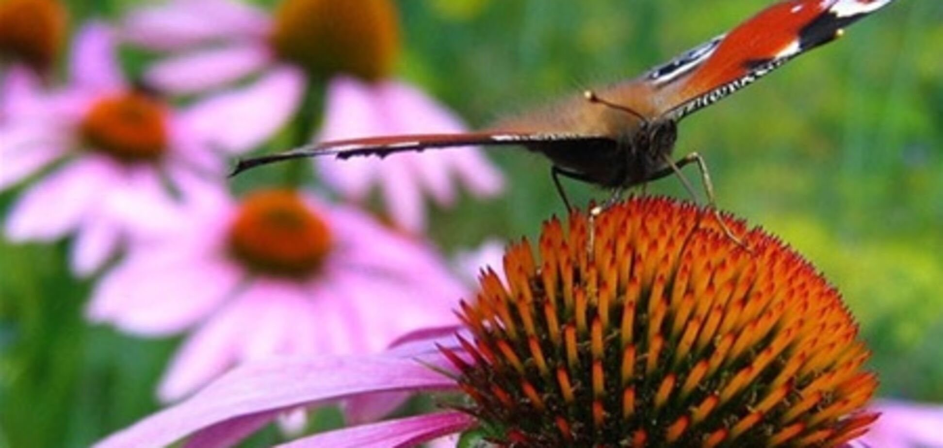 10 самых полезных лекарственных растений для сада