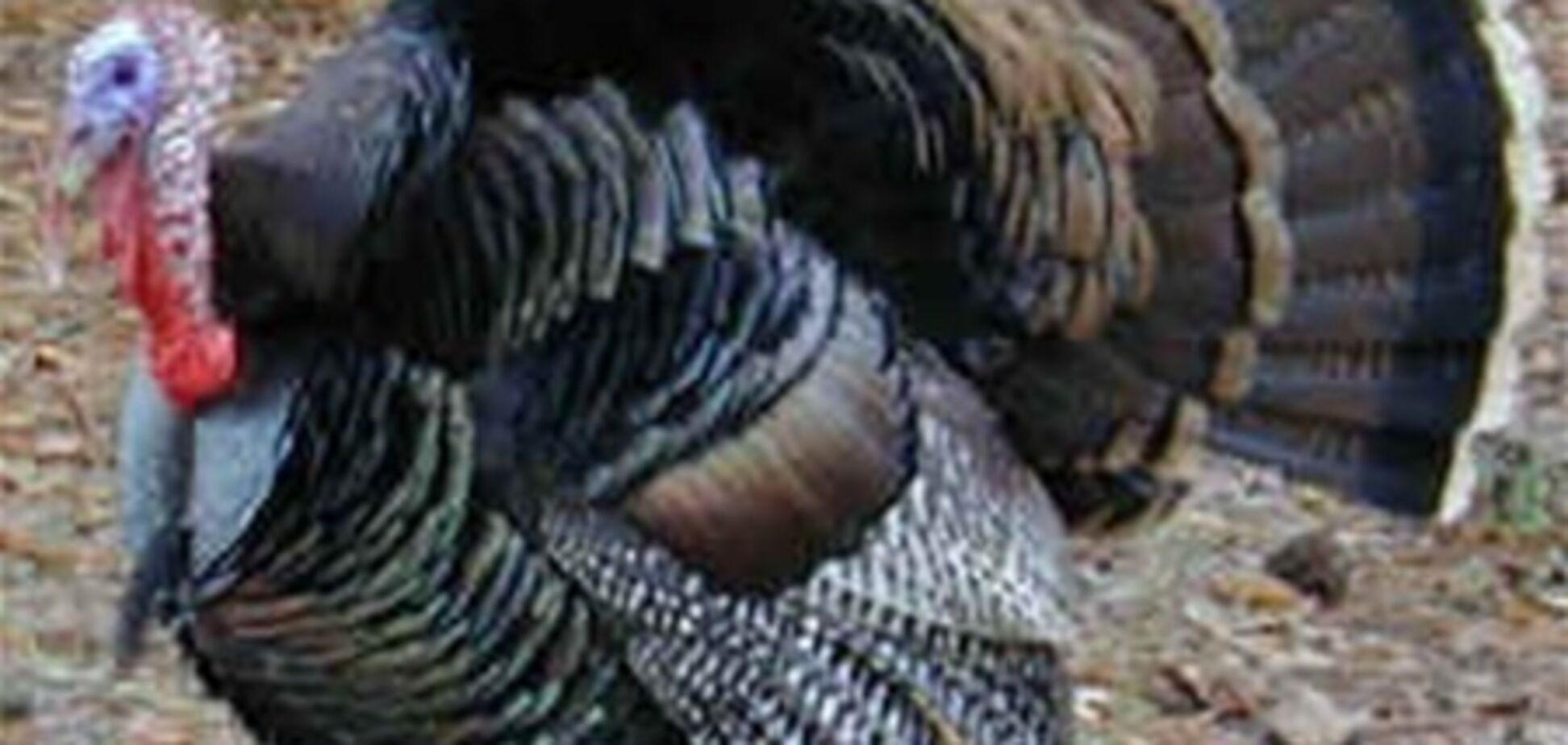 На Ровенщине индюк насмерть заклевал ребенка