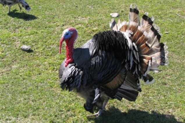 На Рівненщині індик насмерть заклював 2-річну дитину