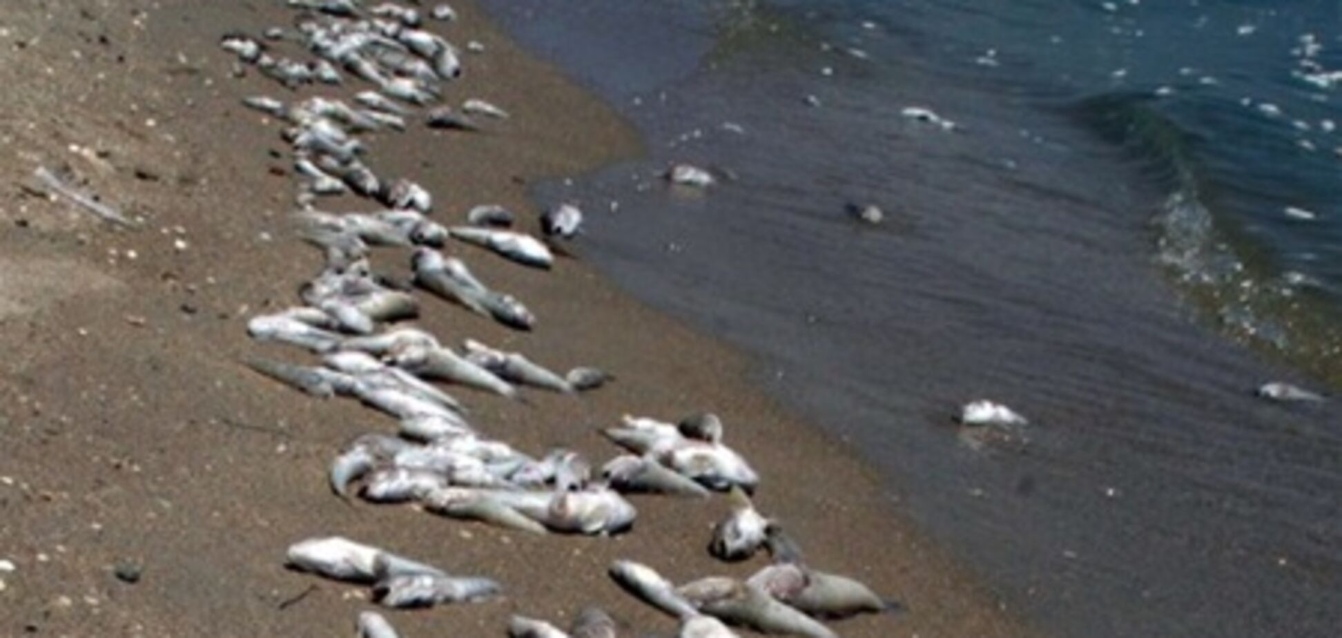 За два дні в Азовському морі зібрали 80 тонн мертвої риби