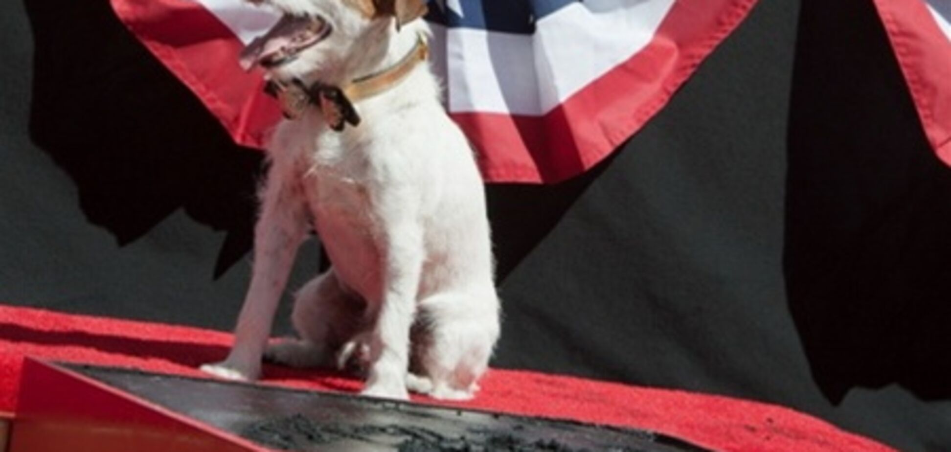 Звезда 'Артиста' оставил в Голливуде отпечатки... лап