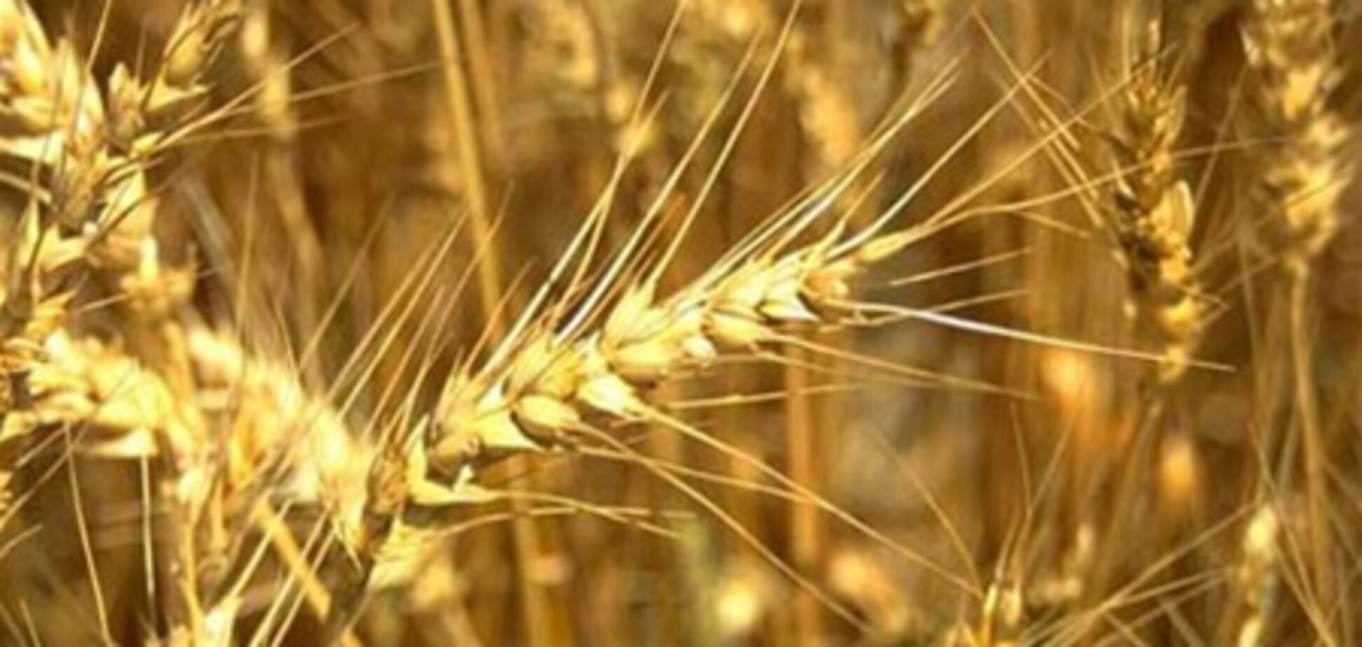 Рост мировых цен на зерно бьёт рекорды - эксперт