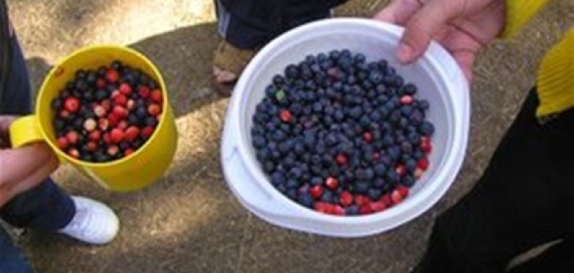 В белорусском лесу задержаны 11 украинцев при сборе черники