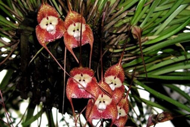 На Эквадоре растут орхидеи, похожие на обезьян. Фото
