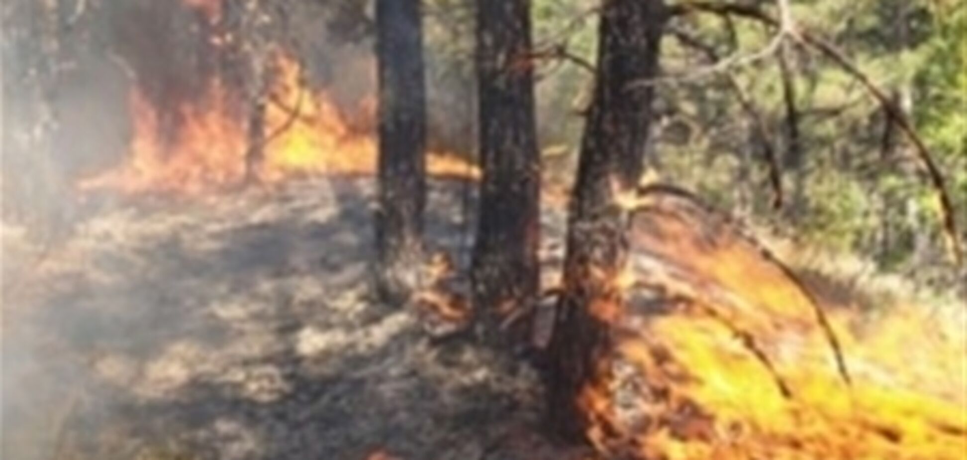 В Ялтинском заповеднике сгорело более 2,5 га леса