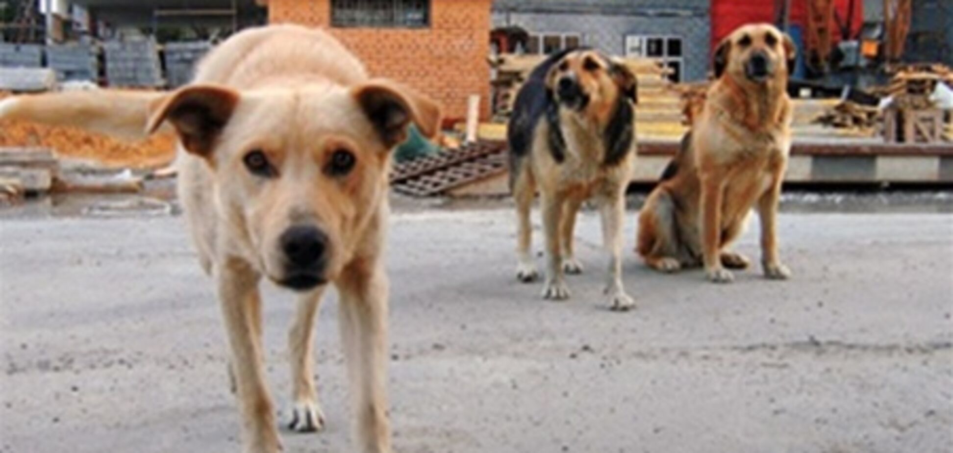 В Киеве стерилизовали почти 4 тысячи животных