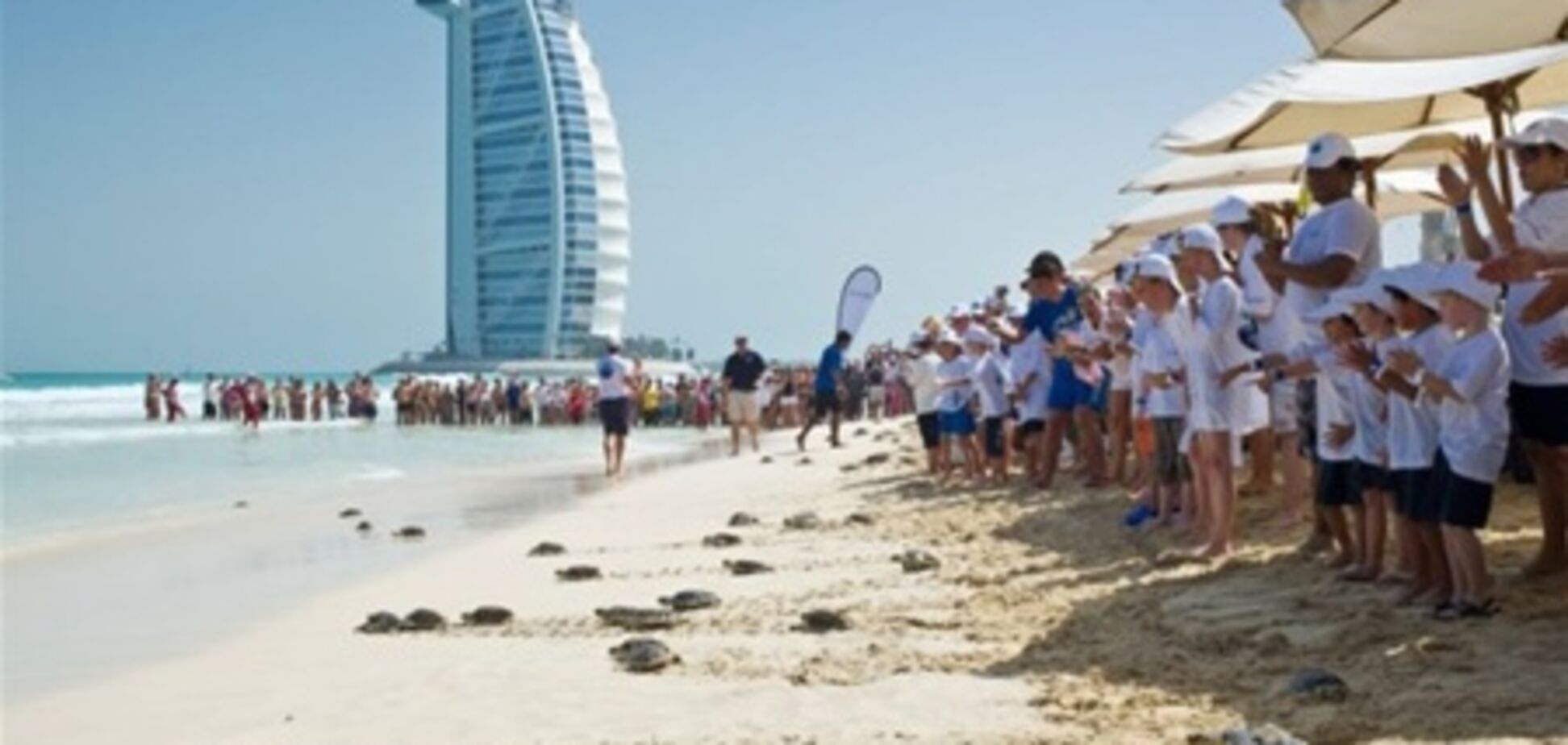 29 июня на пляже Madinat Jumeirah в море выпустят сотню черепах
