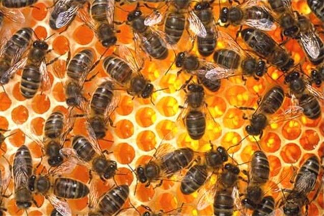 На Житомирщине массово мрут пчелы