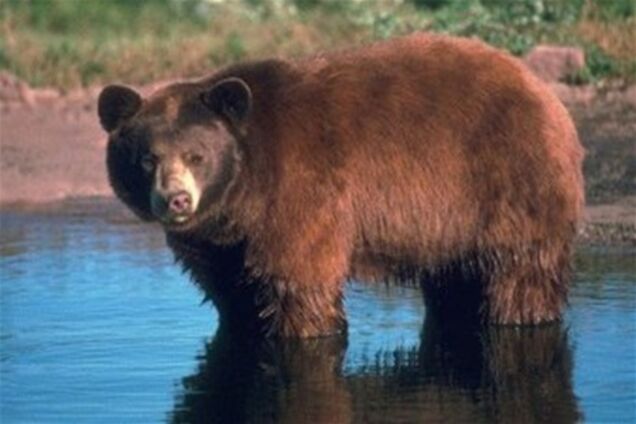 В Канаде осужденного за убийство съел медведь
