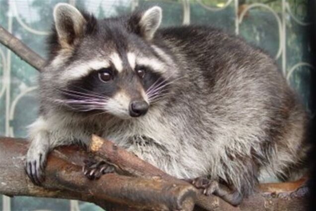 В Канаде тысячи человек остались без света из-за енота