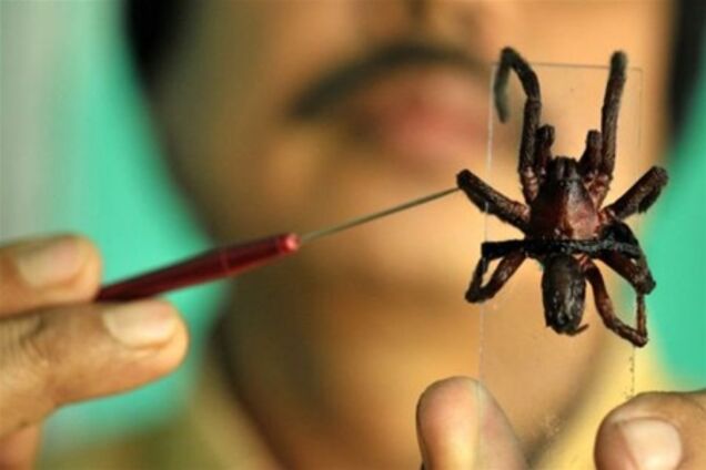 Индию атаковали ядовитые пауки: есть первые жертвы