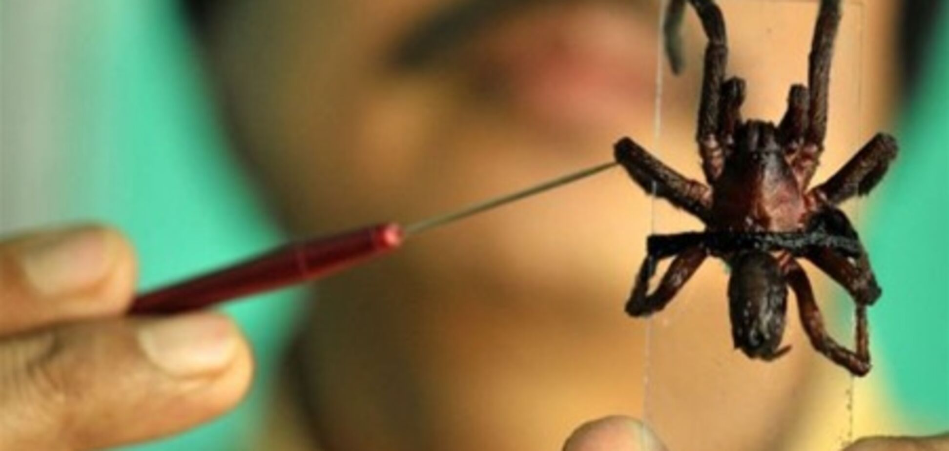 Индию атаковали ядовитые пауки: есть первые жертвы