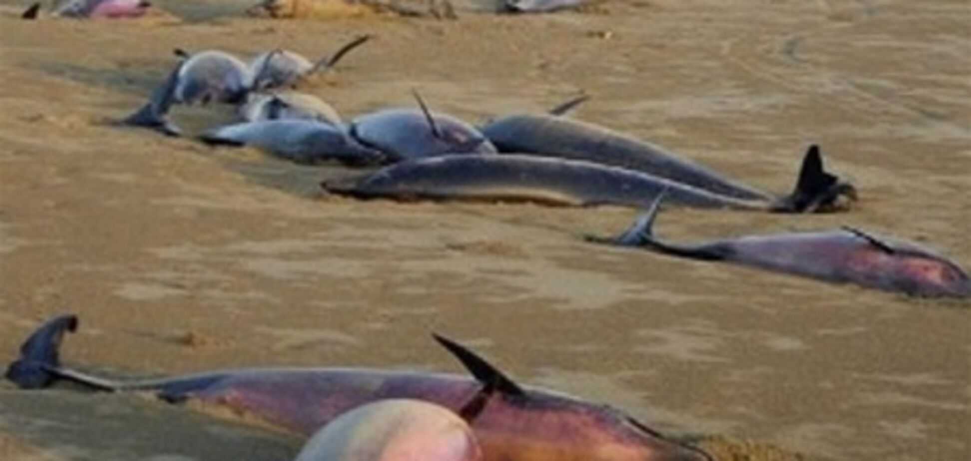 Под Одессой на пляже гниют тела мертвых дельфинов