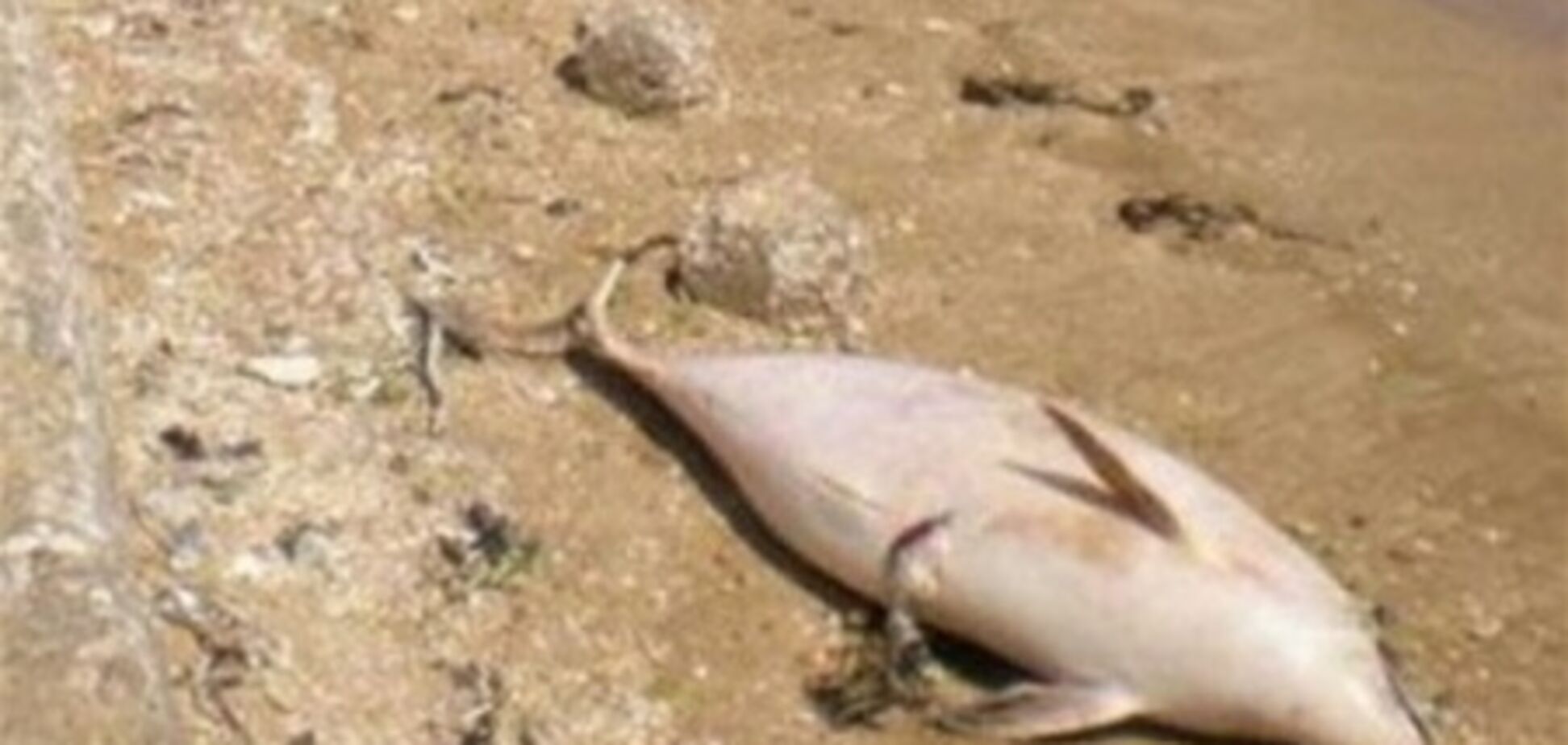 Ученые назвали причины массового мора дельфинов в Крыму и на Одесщине