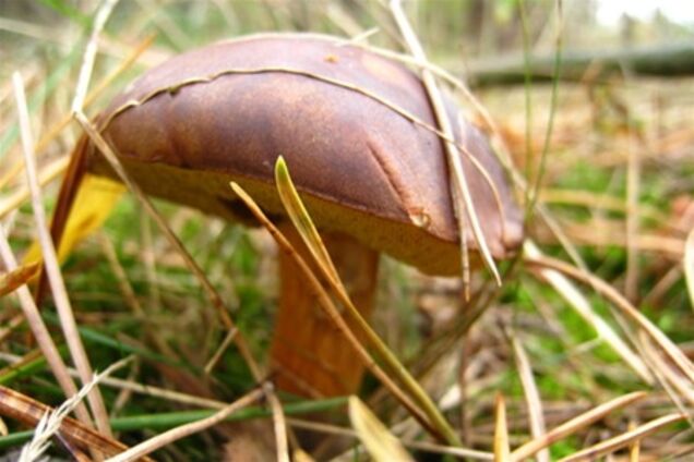 В Украине появился налог на грибы, ягоды и березовый сок