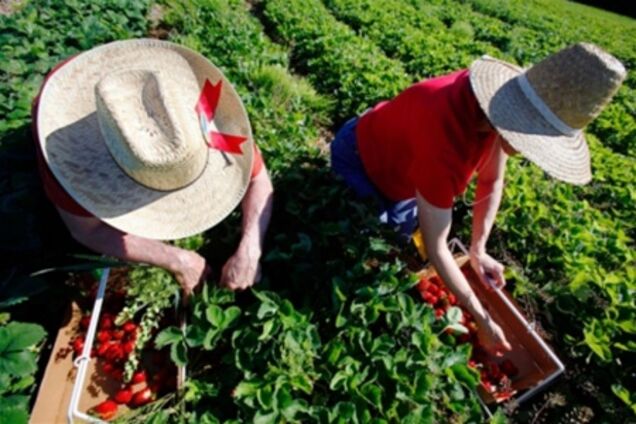 У Польщі виявили близько 180 працівників-нелегалів з України
