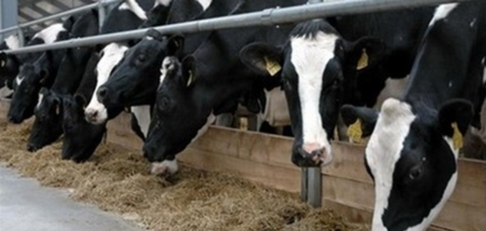 Украинский агрохолдинг наращивает производство вопреки негативным тенденциям в стране