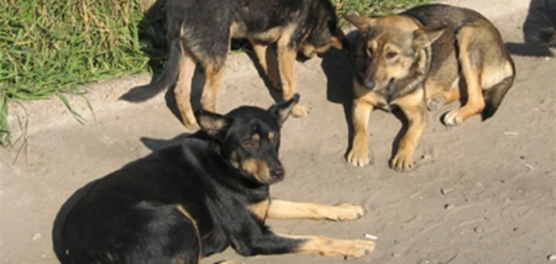 В киевском ботсаду собаки покусали посетителей
