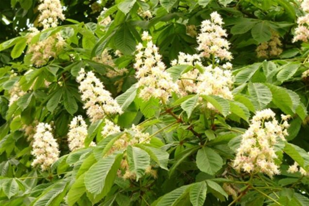 Эколог рассказал, почему болеют киевские каштаны